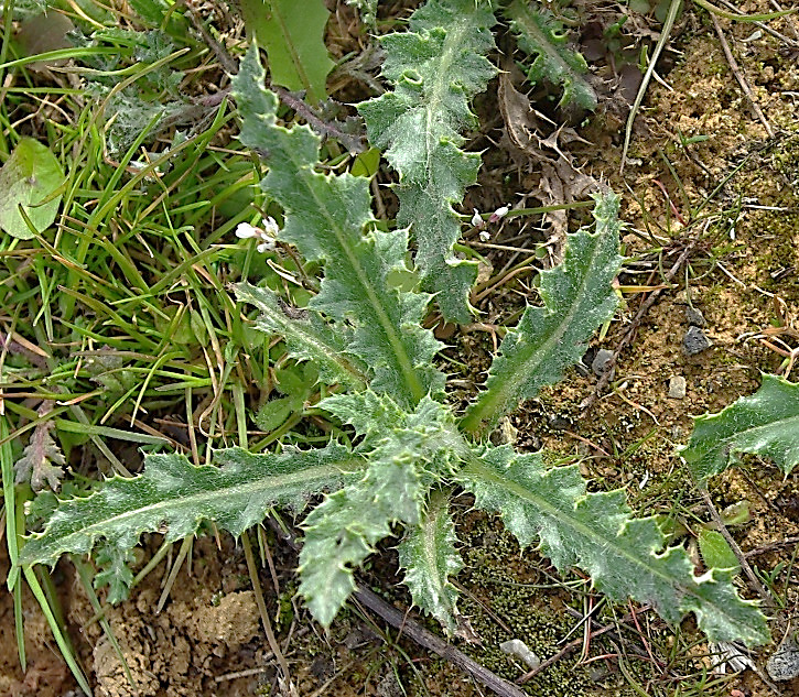 Premières feuilles disposées en rosette,