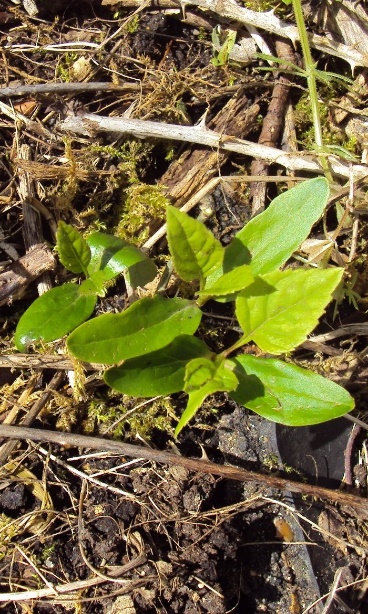 Plantule avec les deux premières feuilles non composées (noter la différence avec les feuilles composées adultes).
© Jean GUITTET