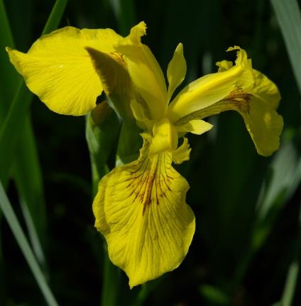 Fleur entièrement jaune, à tépales courts.