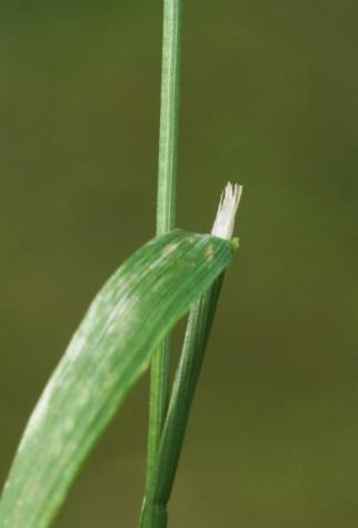 Ligule des feuilles supérieures très longue (4 - 6 mm), plus ou moins tronquée et dentée.