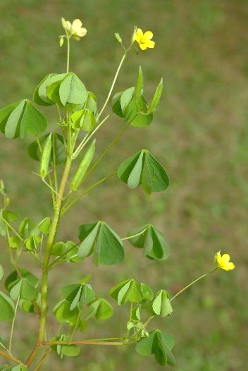 Feuilles à 3 folioles en forme de cur, étalées, se rabattant la nuit.