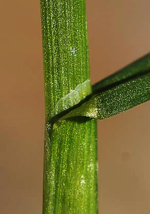 Ligule membraneuse, tronquée, courte (1 - 3 mm).