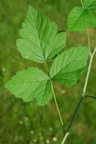 Feuille à 3 folioles et à pétiole canaliculé sur toute sa longueur.