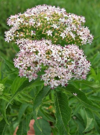 Inflorescence : corymbe, dense, dressé.