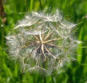 Fruits : akènes, longs de 20 - 25 mm avec le bec, munis d'une aigrette plumeuse, blanche.