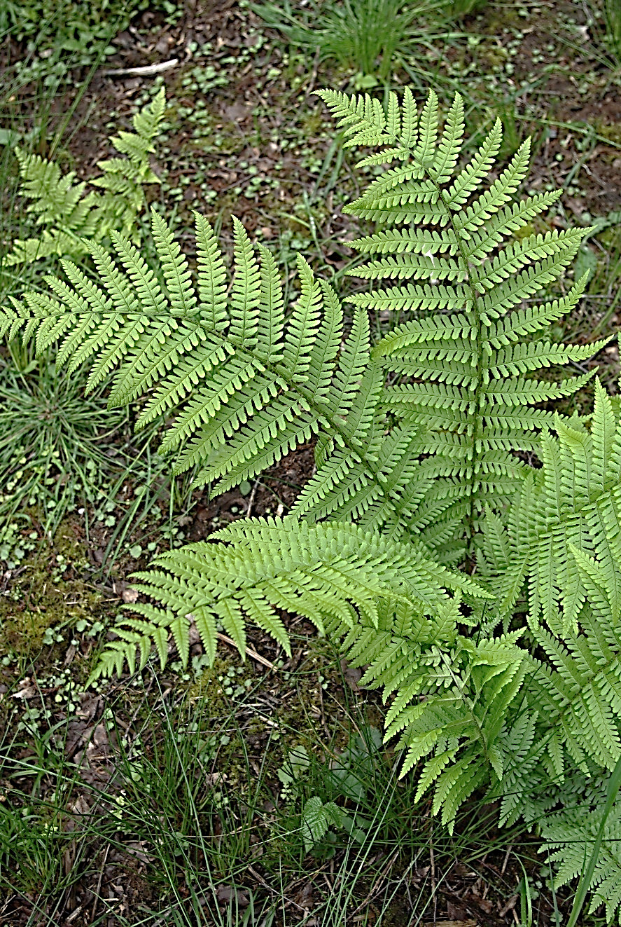 Fronde lancéolée, 2 fois divisée.