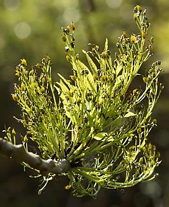 Plante monoïque: fleurs femelles en petites grappes lâches.