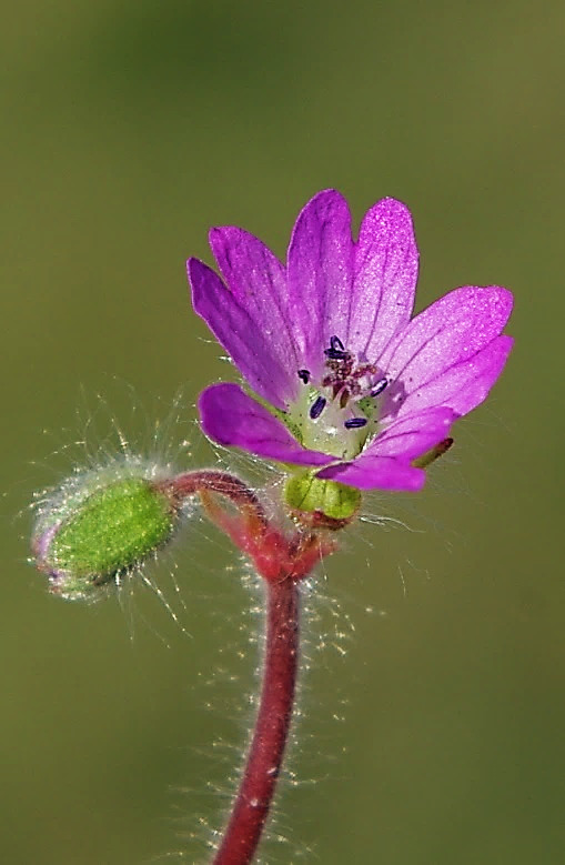 Inflorescence : cyme à 2 fleurs sur des pédoncules axillaires.