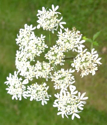 Inflorescence : ombelle d'ombellules, à 15 - 40 rayons. Fleurs blanches, les extérieures plus grandes.