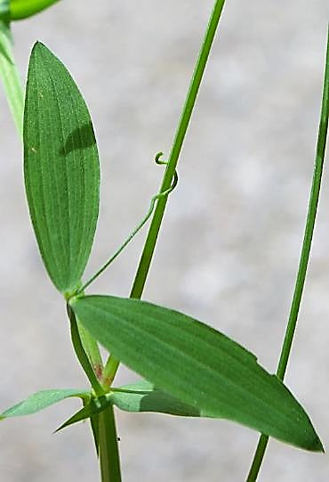 Feuille à une seule paire de folioles, terminée par une vrille simple ou ramifiée.