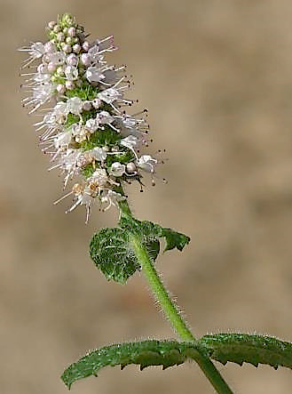 Inflorescence : grappe, terminale, en forme d'épi.