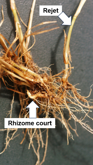 Plante présentant à la fois des rejets et des rhizomes courts.