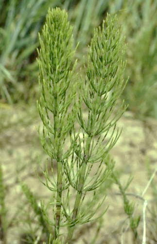 Tiges stériles vertes apparaissant plus tard, à rameaux en verticilles.