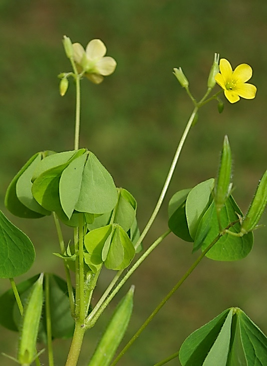 Inflorescence : cyme, en forme d'ombelle