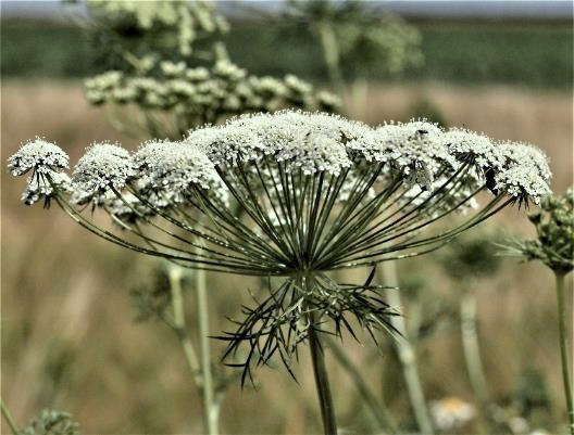 Inflorescence : ombelle d'ombellules, à 15 - 40 rayons. Fleurs blanches. Bractées formant l'involucre filiformes et découpées.
© Pascal FICHOT