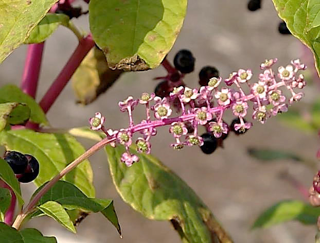 Inflorescence : grappe, pyramidale, allongée, opposée aux feuilles, d'abord dressée puis pendante à maturité. Fleurs petites (Ø 6 mm) à 5 tépales blanc rosé.