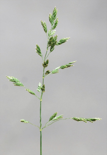 Inflorescence : panicule, étalée, à rameaux inférieurs par 3 -