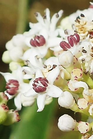 Fleurs blanches, à anthères rougeâtres.