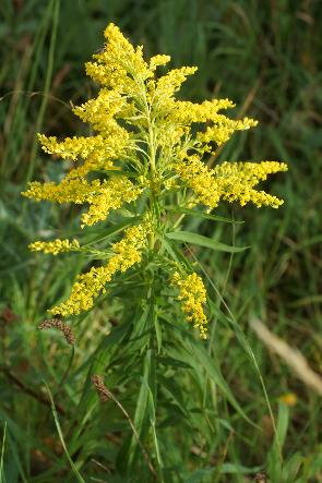 Inflorescence : panicule, terminale, pyramidale, formée de capitules dressés unilatéraux.