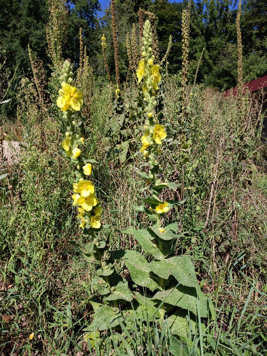 Molène à fleurs denses