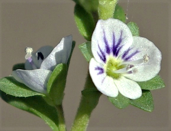 Fleurs petite (4 - 10 mm), blanchâtre veinée de bleu.