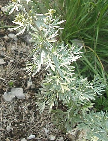 Feuilles argentées soyeuses, 2 - 3 fois divisées, à segments obtus. © Audrey MURATET