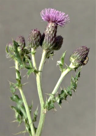 Plante dioïque. Inflorescence : panicule de capitules, disposés presque en corymbe. Capitules femelles assez étroits (Ø 10 - 20 mm), cylindriques, à fleurs dressées.