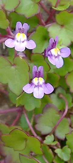 Fleurs solitaires d'un violet pâle, à palais jaune.