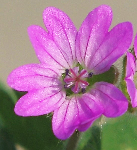 Fleur petite (Ø 8 - 12 mm), à 5 pétales rose pourpre, nettement échancrés.