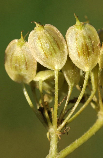 Fruits : akènes de 6 - 10 mm, odorants, ovales-elliptiques, aplatis-ailés, à surface striée.