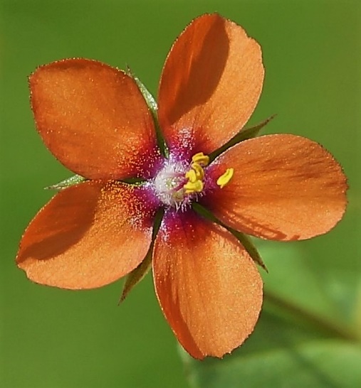 Fleur solitaire, sur un pédoncule filiforme, à 5 pétales rouges (parfois roses ou bleus), arrondis, à peine soudés à leur base.