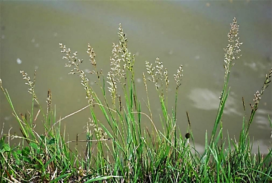 Agrostide stolonifère