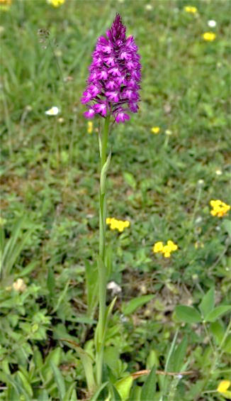 Orchis pyramidal