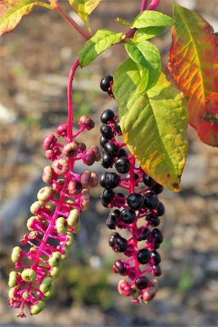 Fruits : baies, Ø 10 mm, globuleuses, d'un noir violacé.