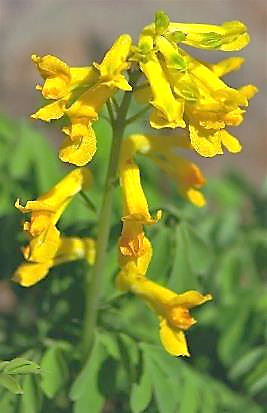 Inflorescence : grappe, allongée, de 15 - 20 fleurs jaune d'or, à éperon court et obtus.