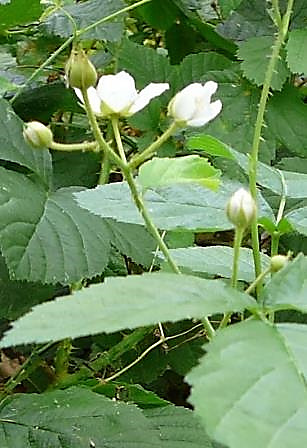 Inflorescence : grappe, presque en corymbe.
© Jean PRIEUR