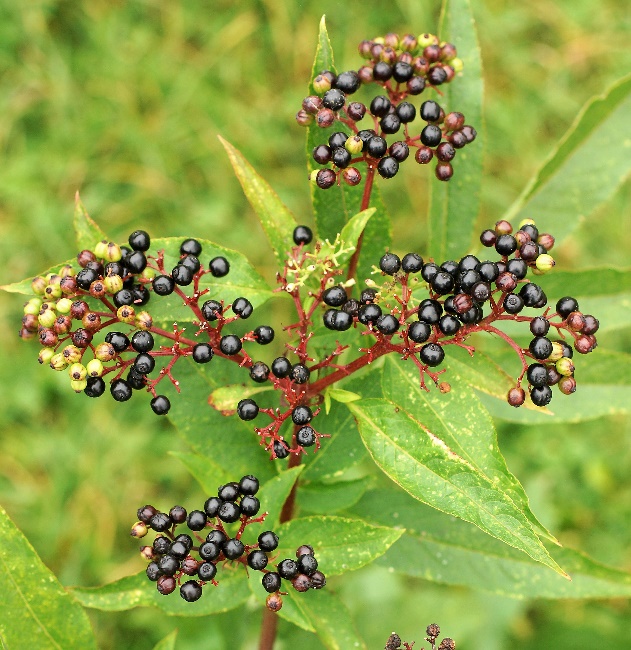 Fruits : drupes, noires à maturité, luisantes, sphériques (Ø 3 - 4 mm).