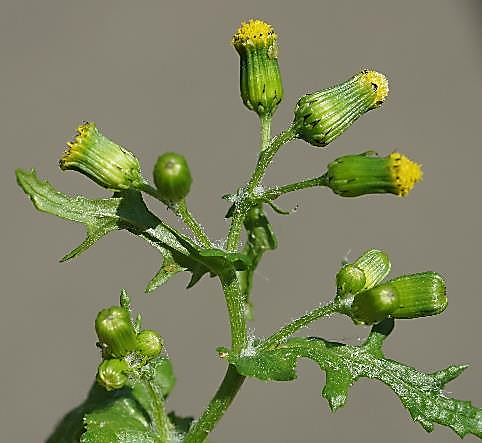 Inflorescence : corymbe de capitules, irrégulier.