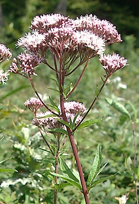 Inflorescence : corymbe de petits capitules.