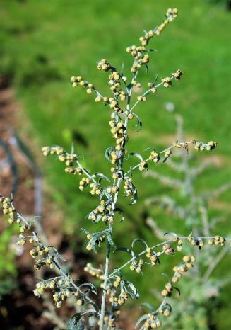 Inflorescence : panicule feuillée de capitules.