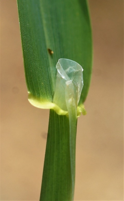 Ligule membraneuse, assez longue (4 - 12 mm).