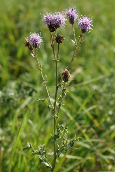 Capitules mâles, à fleurs plus étalées.