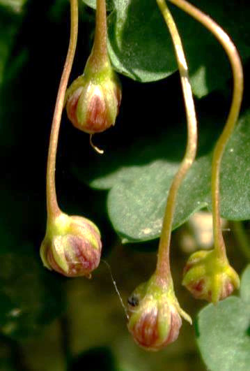 Fruits à longs pédoncules se courbant pour se plaquer sur le support.