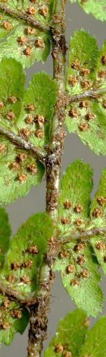 Rachis plus ou moins écailleux.