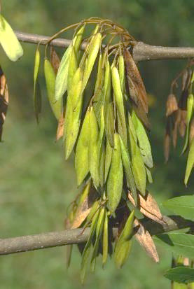 Fruits : samares allongées, en grappes denses et pendantes.