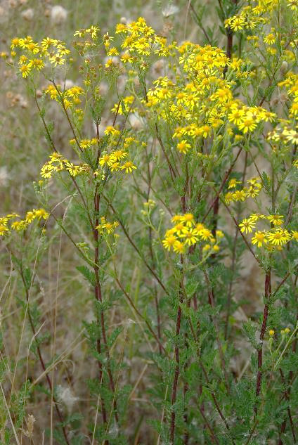 Séneçon à feuilles de roquette