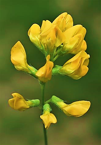 Inflorescence : grappe de 3 - 12 fleurs sur un pédoncule axillaire plus long que la feuille.