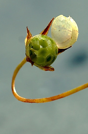 Fruit : pixide de 3 - 5 mm, sur un pédoncule filiforme réfléchi.