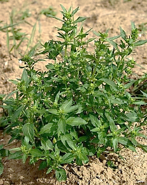 Mercuriale annuelle