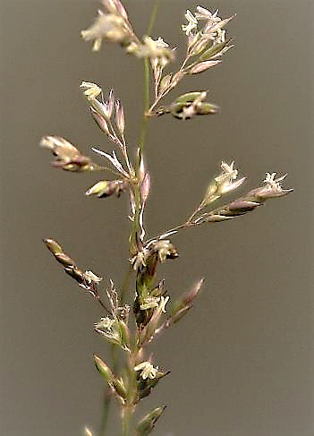 Inflorescence : panicule étalée à la floraison.